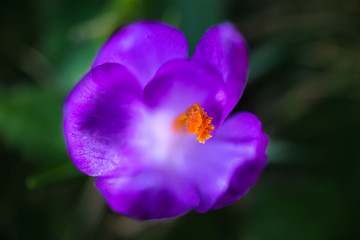 Soft focus, detailed macro photo of crocus flower. Among purple petals, yellow pestle is visible. Petals in blur. Copyspace, minimalism. Сoncept of mother's day, birthday, holiday, spring, summer.