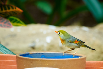 Red-billed leiothrix sitting on a pot with seeds (Leiothrix lutea)