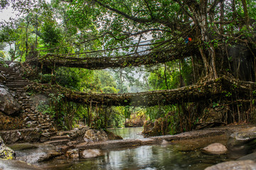Fototapeta na wymiar The well known signature double Decker living root bridges formed of living plant roots by shaping the tree roots. Winter trek to Nongriat village in east Khasi hills of Meghalaya, India.