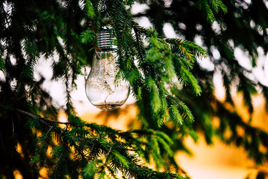 Close-up Of Light Bulb On Christmas Tree