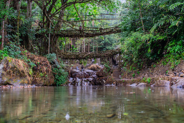 Obraz premium The well known signature double Decker living root bridges formed of living plant roots by shaping the tree roots. Winter trek to Nongriat village in east Khasi hills of Meghalaya, India.