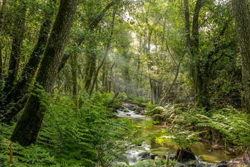 Fototapeta na wymiar Forest river with big vegetation