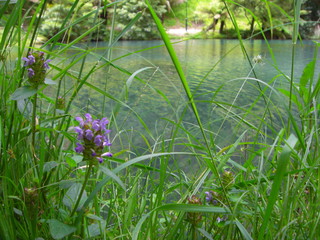 Beautiful flowers at lake in Australian Blue Mountains region