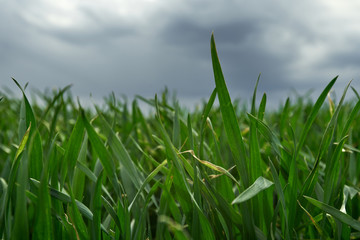 grass and cloudy sky at summer day
