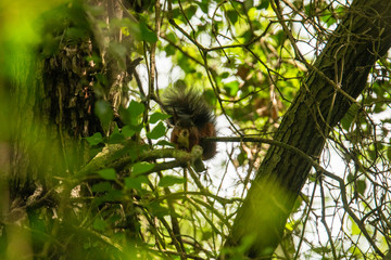 Red squirrel in the wild - Ribeira da Foz - Chamusca - Portugal