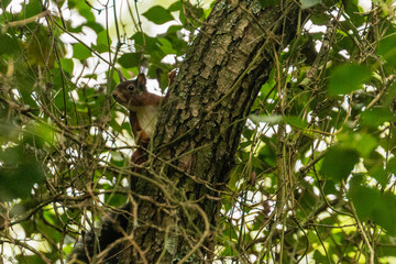 Fototapeta premium Red squirrel in the wild - Ribeira da Foz - Chamusca - Portugal