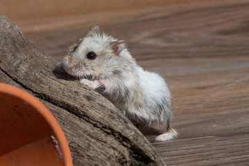 hamster