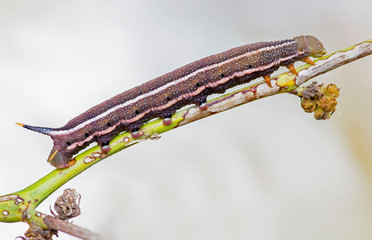 Caterpillar of Hummingbird Hawk-moth (Macroglossum stellatarum)