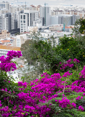 Fototapeta na wymiar flowers in the Gibraltar
