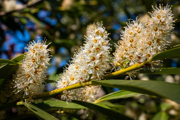 Image of the flowers of the laurel an evergreen plant with fresh green leaves