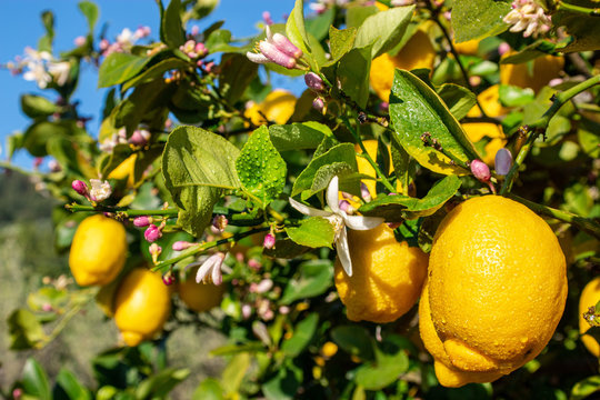 Citrons naturels dans son arbre.