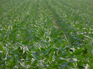 green corn field