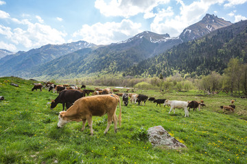 Fototapeta na wymiar Calves in caucasus Mountains spring landscape. Karachay-Cherkessia republic, Russia