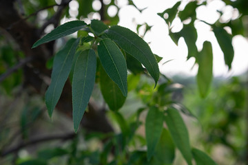 Organic natural green leaves from a tree in a small forest