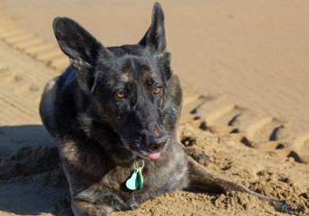 perro pastor aleman tumbado en la playa en un dia soleado