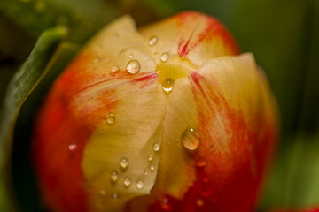 Water drops on a red tulip flower petal macro still