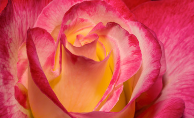 Fototapeta na wymiar Macro red yellow rose. Flower red yellow colours. Spring red and yellow rose flower in the garden.