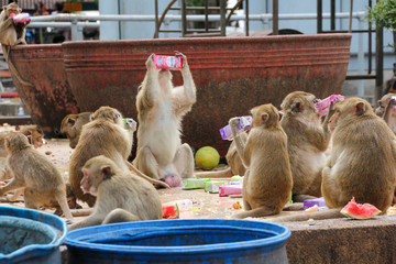 Monkeys drinking fruit juice in Lopburi