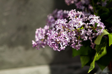 Obraz premium Purple and pink lilac flowers. Bouquet of lilac in glass vase on Against a gray concrete wall. With space for your text - Image