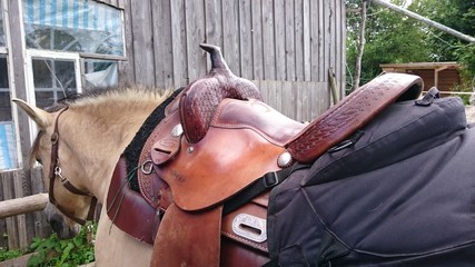 Pferd mit Westernsattel © Beroner