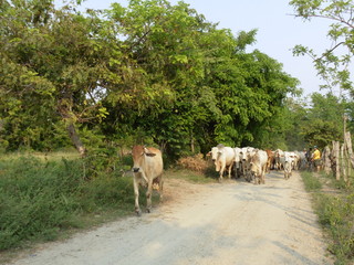 herd of cows