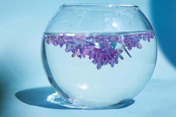 Lilac flowers float in the water. Purple and pink flowers in a glass vase. On a blue background