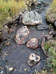 forest stream rolling over rocks