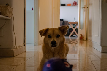 Rome, April 16, 2020. The dog enjoys playing with the ball at home, sniffs it and then tries to catch it.