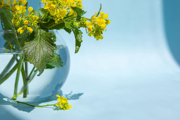 Sinapis arvensis, mustard spring yellow blossom against in a glass vase with water drops. Bouquet of sinapis arvensis on a blue background. With space for your text-image