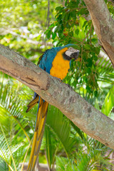 yellow-breasted macaw on a tree trunk in rio de janeiro.