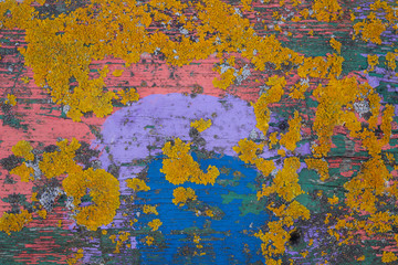 Colorful yellow lichen growing on painted old wood