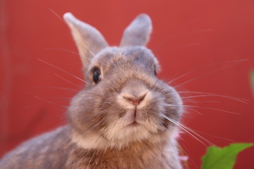 cute rabbit face