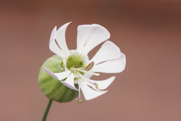 Silene vulgaris the bladder campion or maidenstears white flower with barrel-shaped calyx on blurred orange pink background
