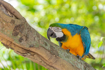 yellow-breasted macaw on a tree trunk in rio de janeiro.