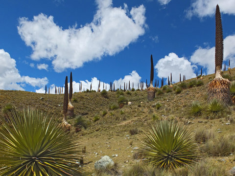 Pampa in Andes, near Catac, national park Huascaran, Peru