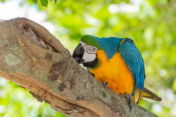 yellow-breasted macaw on a tree trunk in rio de janeiro.