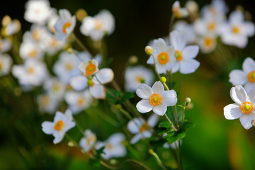 Natural floral background with fresh Japanese Anemone (Anemone hupehensis) 'Honorine Jobert' blooming small flowers, macro, and blurred green foliage.