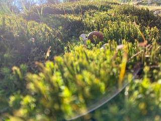 wild flowers in the field