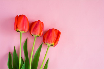 Bouquet of red tulips on a pink background