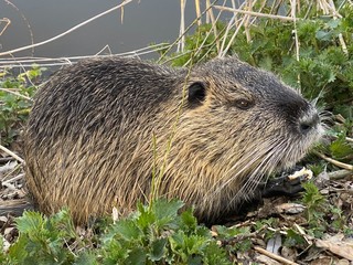 european otter on the rock
