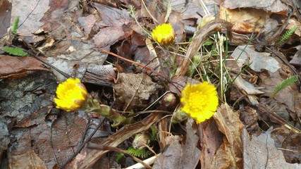 Réveil du printemps