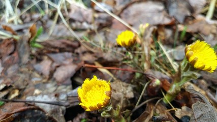 Réveil du printemps
