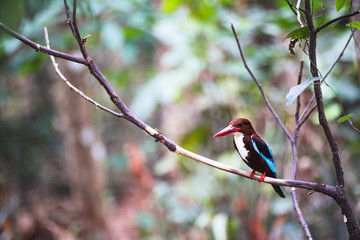 red billed kingfisher