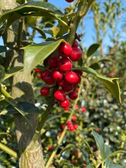 red berries on a tree