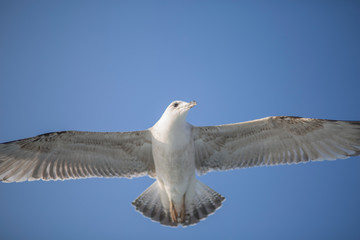 seagull separated wings 