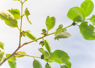 Blossom yellow persimmon flower and young leaves on tree branch against cloud blue sky