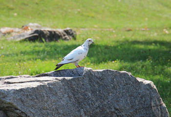 dove resting on the stone