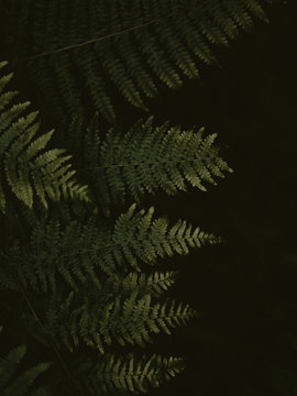 Close-up Of Fern Leaves Against Black Background