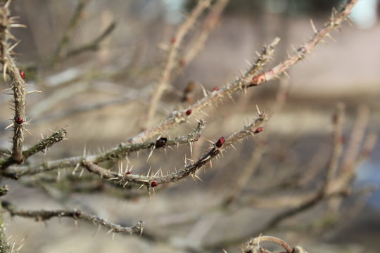 prickly branches of a rosehip Bush 