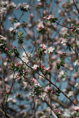 some flowers on a tree branch, blooming gardens, close-up.